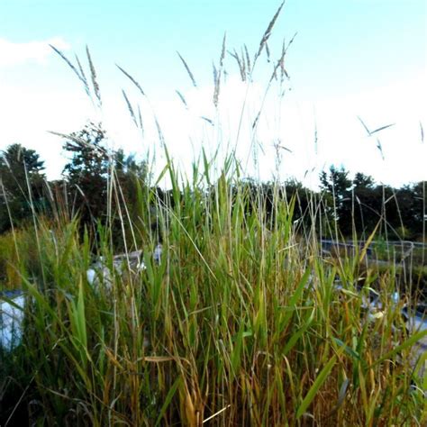 Reed Canary Grass Phalaris Arundinacea Wetland Plants
