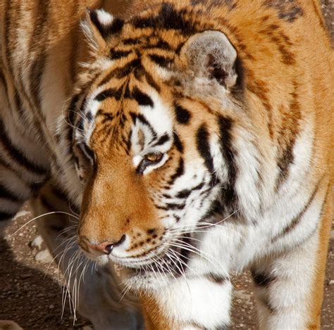 Amur Tiger 3d Tony Hisgett Flickr