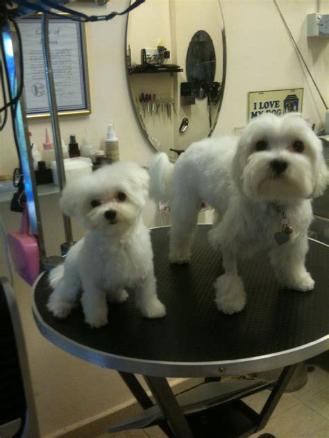 Tea Cup Maltese One Year Old And Standard Maltese 2 Years Old