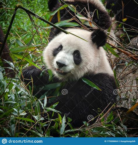 Cute Giant Panda Bear Eating Fresh Green Bamboo Stock Photo Image Of