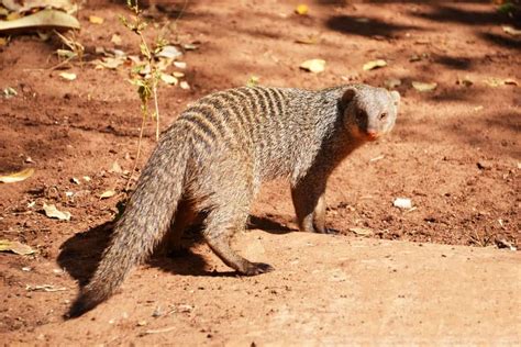 Mongoose Animal Facts Helogale Parvula Az Animals