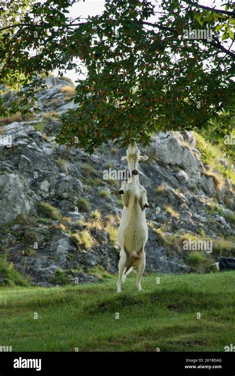 Goat Standing On Hind Legs Hi Res Stock Photography And Images Alamy