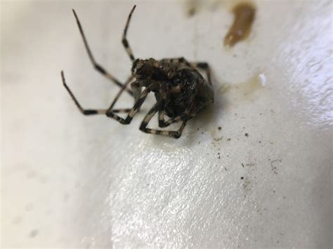 Female Parasteatoda Tepidariorum Common House Spider In Bronx New