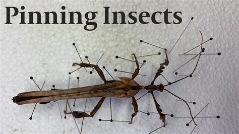 How To Pin And Spread Insects Youtube