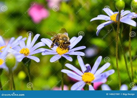 On Blue Daisy Bee Collects Honey Stock Image Image Of Apiculture