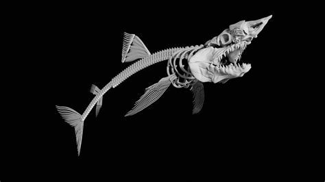 Shark Skeleton 3d Model Turbosquid 1847245