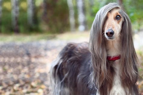Magnificent Afghan Hound Long Hair Styles Long Haired Dogs Long