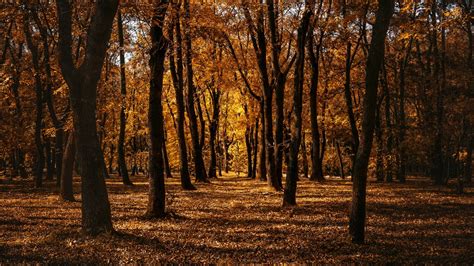 Download Wallpaper 1366x768 Autumn Forest Trees Park Path Tablet