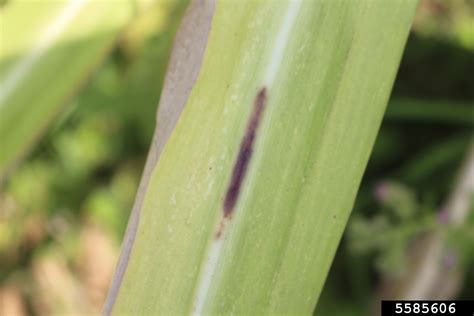 Sugarcane Red Rot Colletotrichum Falcatum