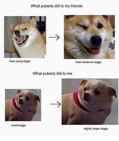 25 Best Doggo Pupper Chart Memes Small Doggo Memes Funny Co Memes