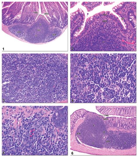 Normal Structure Function And Histology Of Mucosa Associated Lymphoid