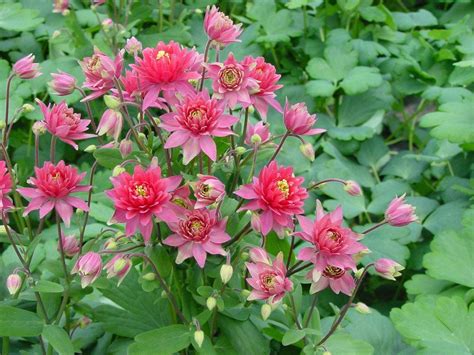 Perennial flowers for sale bulk. Aquilegia Seeds Clementine Red Bulk Perennial Seeds ...