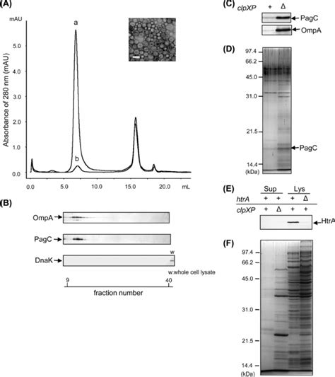 Elution Pattern Of Size Exclusion Chromatography And Protein Profiles
