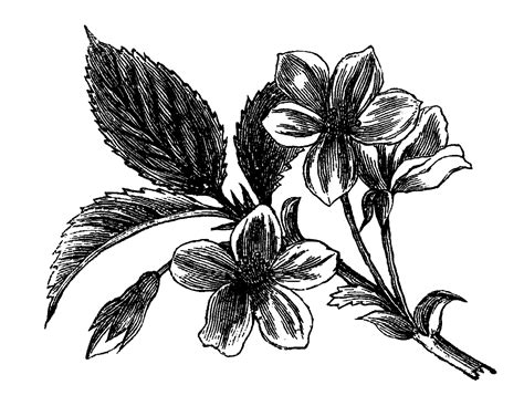 Digital Stamp Design: Antique Flower Artwork Drawing Digital Wildflower