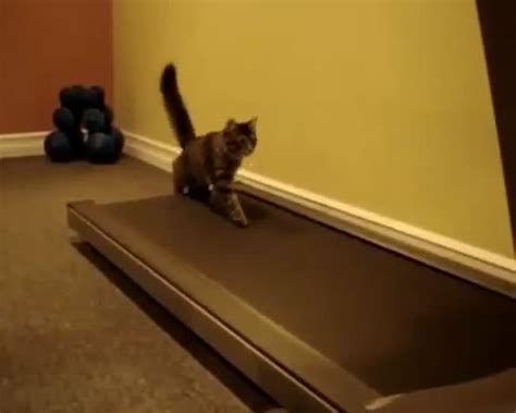 Cats At The Gym