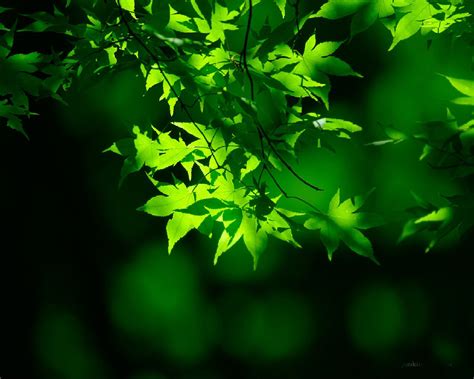 All Images Wallpapers Natural Green Wallpaper