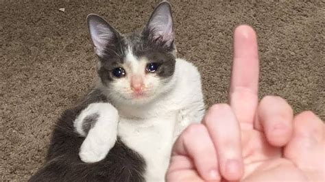 Best Dank Cat Memes Compilation Of 2020 Part 1 Funny Pets World Cat