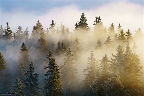 Treetops On The Fogs By Kilian Schönberger Xemtvhay Cool Landscapes