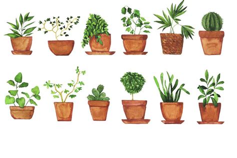 Watercolor Pot Plants By Watercolor And Sketches On Creativemarket