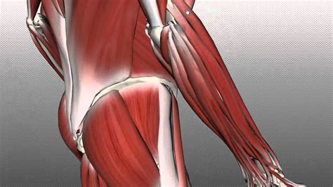 Lateral View Of The Superficial Muscles Of The Arm Clipart Etc Images