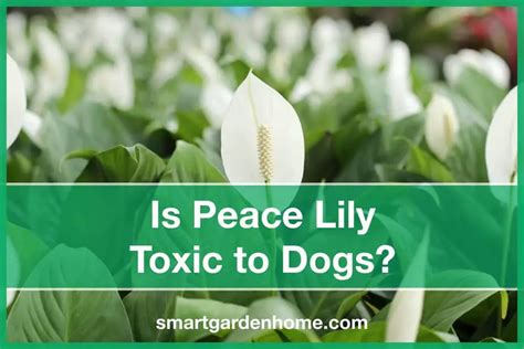 Is Peace Lily Toxic To Dogs Smart Garden And Home