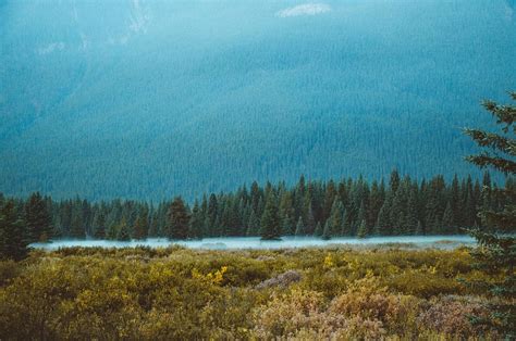 Hd Wallpaper Green Pine Tree Near The Body Of Water During Daytime