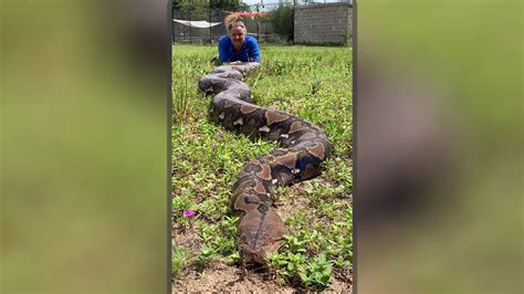20 Foot Python In Florida Nears World Record After Topping 200 Pounds