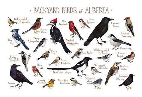 Alberta Backyard Birds Field Guide Art Print Backyard Birds Bird