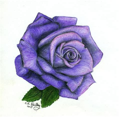 Розы фиолетовые нарисованные 48 фото