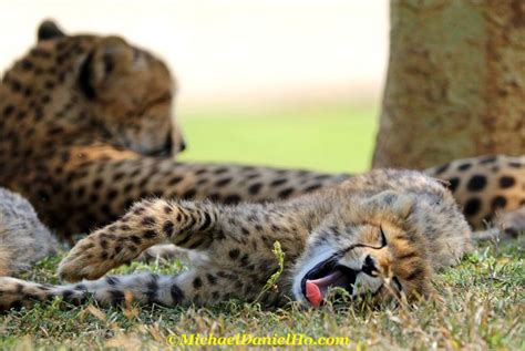 Cheetah Photos And Photography Acinonyx Jubatus