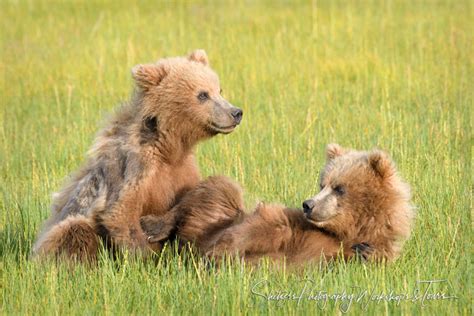 Two Grizzly Bear Cubs Play Together In A Grassy Field Shetzers