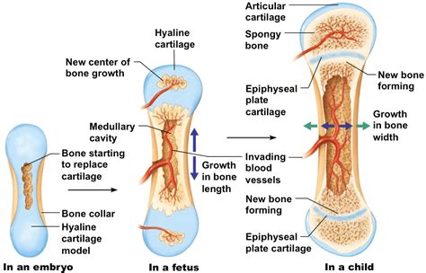 SKELETAL SYSTEM FUNCTIONS & STRUCTURES - PT Skills
