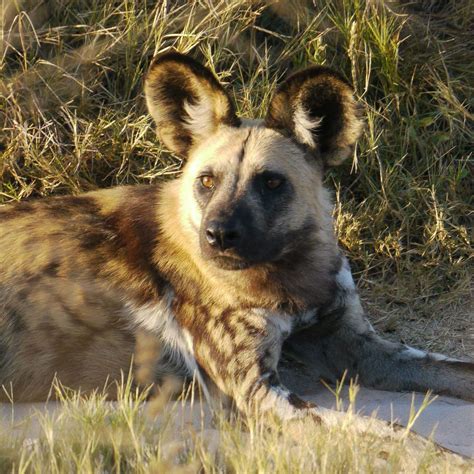 places   wild dogs  safari  africa tribes travel