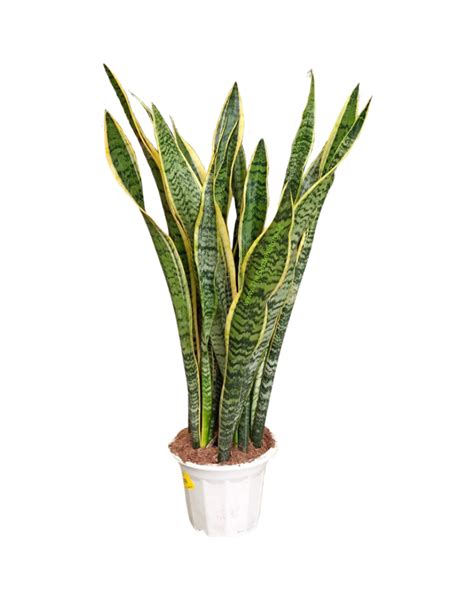 Sansevieria Trifasciata Laurentii Tall