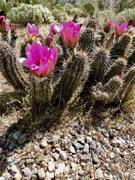 Cactus Blossoms Saguaro National Park East Rincon Mountains Tucson