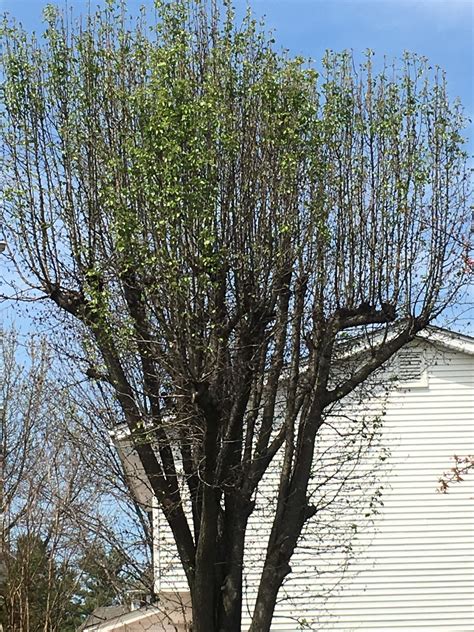 Tree Trimming Is Tree Topping Bad For Trees