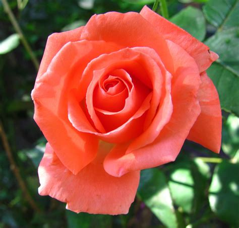 Tropicana Rose One Of My Favorites Rooting Roses Hybrid Tea Roses
