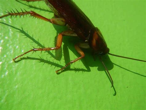 Can Roaches Adapt To Boric Acid The Surprising Answer School Of Bugs