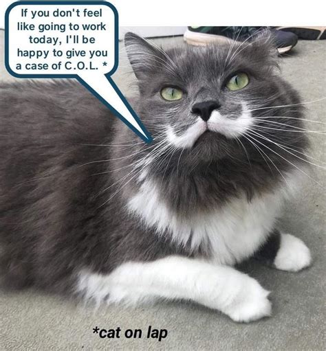 Helpful Kitty Cat Memes Cats Funny Cat Memes