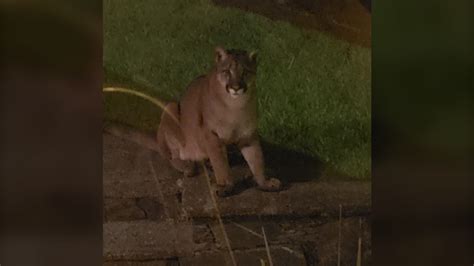 Cougar Spotted In Royal Bay Believed To Be Same Animal Seen Last Week
