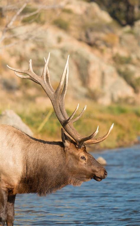 Bull Elk Portrait Stock Image Image Of Portrait Colorado 59263263