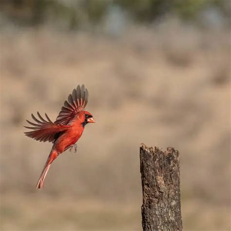 Northern Cardinal Facts Diet Habitat And Pictures On Animaliabio