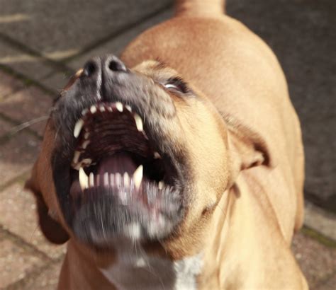 Dangerous Dogs And The Law What Owners Or Victims Of A Canine Attack