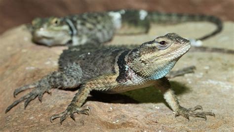 Blue Spiny Lizard Facts And Pictures
