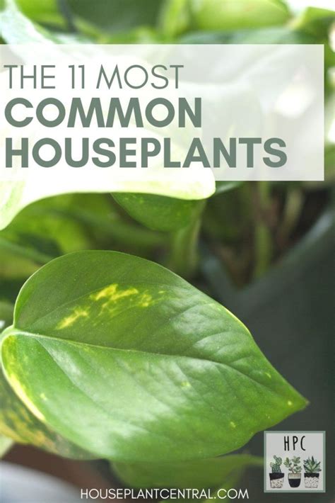 Common Houseplants 12 Popular Houseplants For Beginners Houseplant