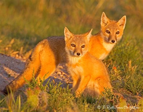 Swift Fox Focus On Nature