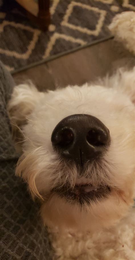 This Dog With No Eyes Rconfusingperspective