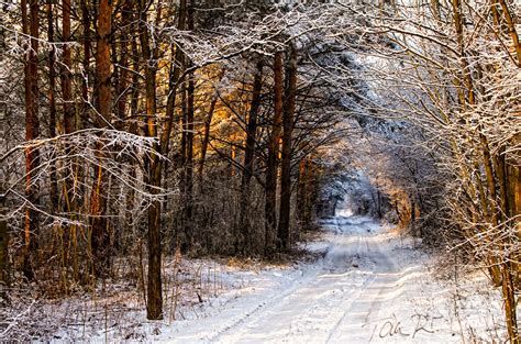 Road Into The Winter Forest No Location Given By Peter Talos On