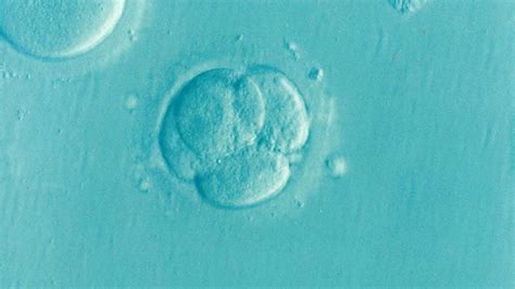 Desarrollo embrionario Qué es y sus procesos Plataformasinc es