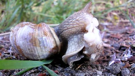 two big snails have a sex very closeup view to snail sexual reproduction action stock footage
